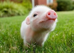 八月出生的屬豬人命運好嗎?